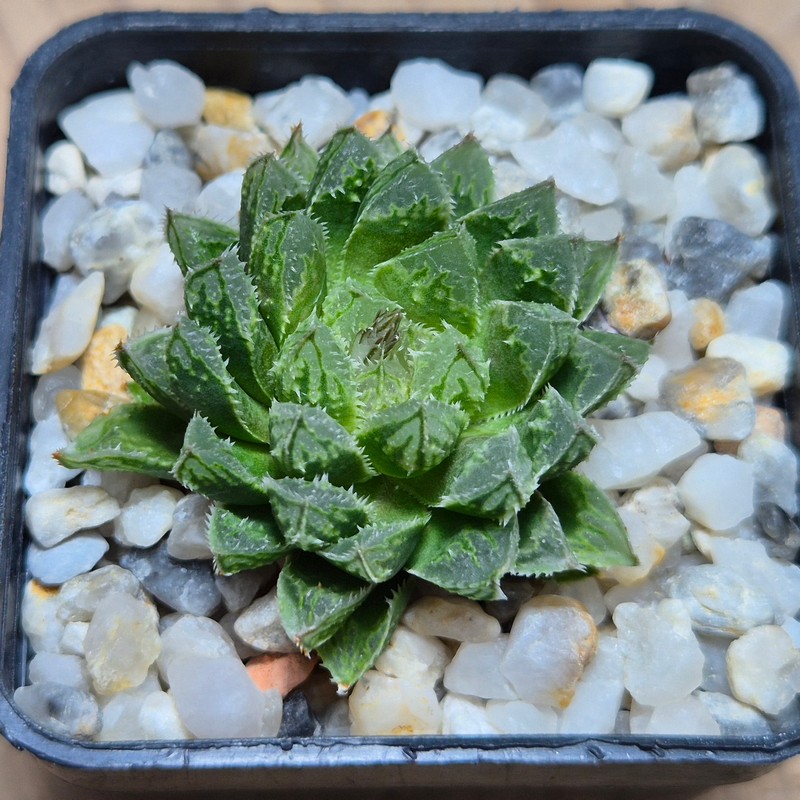 VVG27500 Haworthia ‘Kegazato’ x cooperi clon 21 x clon 22 - Image 2