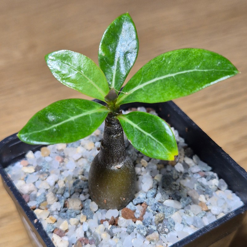 VVG27502 Adenium obesum hybrid mix