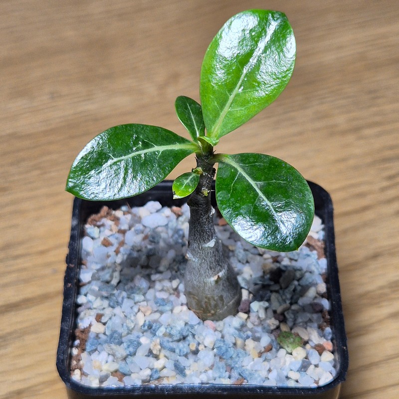 VVG27503 Adenium obesum hybrid mix