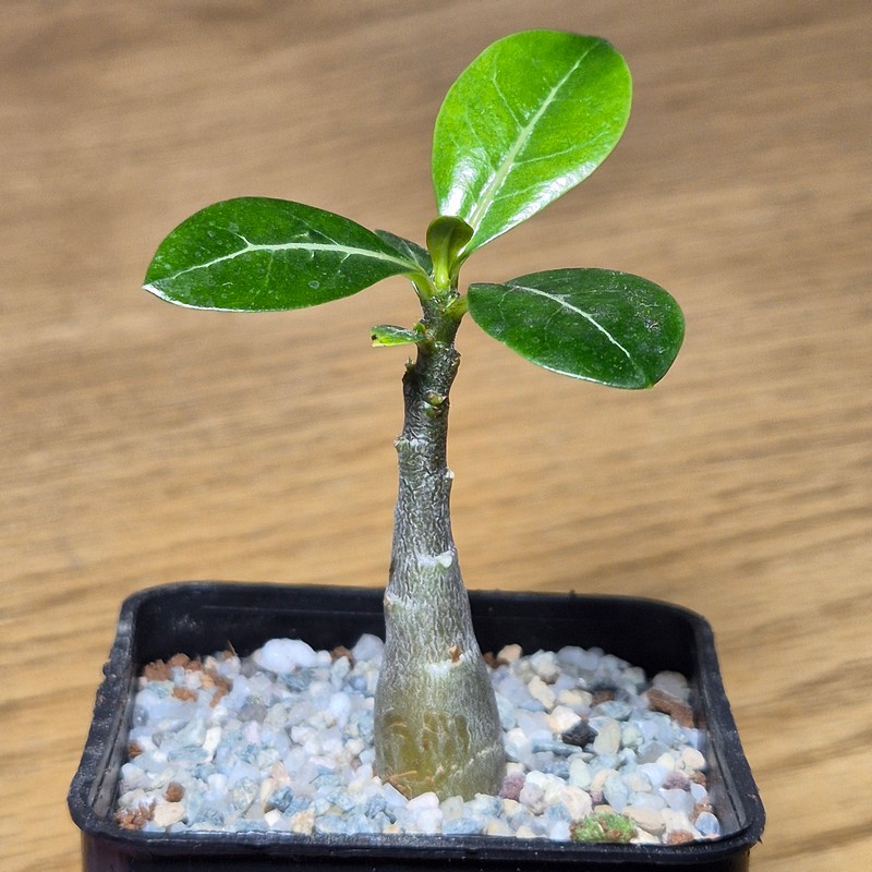 VVG27503 Adenium obesum hybrid mix - Image 2