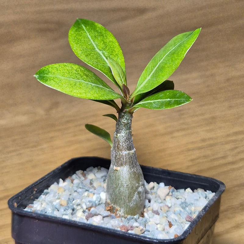 VVG27504 Adenium obesum hybrid mix