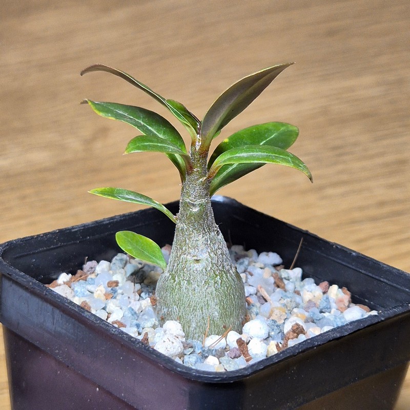 VVG27505 Adenium obesum hybrid mix - Image 2