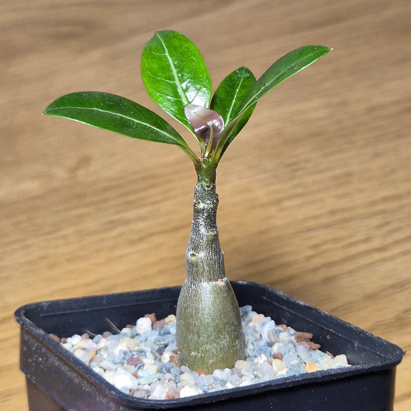 VVG27506 Adenium obesum hybrid mix - Image 2