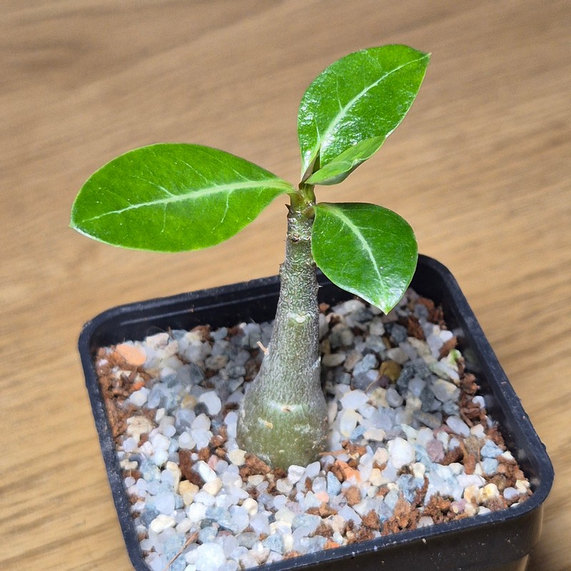 VVG27507 Adenium obesum hybrid mix