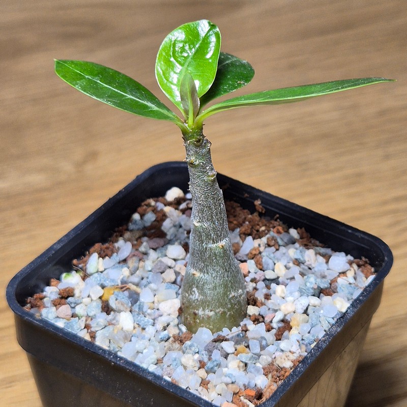 VVG27507 Adenium obesum hybrid mix - Image 2