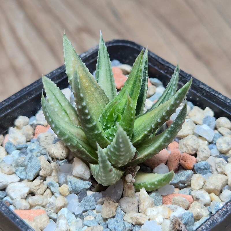 VVG27970 Haworthia pumila ‘Kunjio’ f.variegata