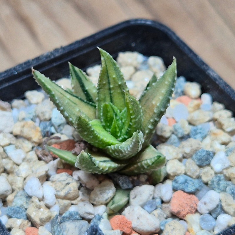 VVG27971 Haworthia pumila ‘Kunjio’ f.variegata