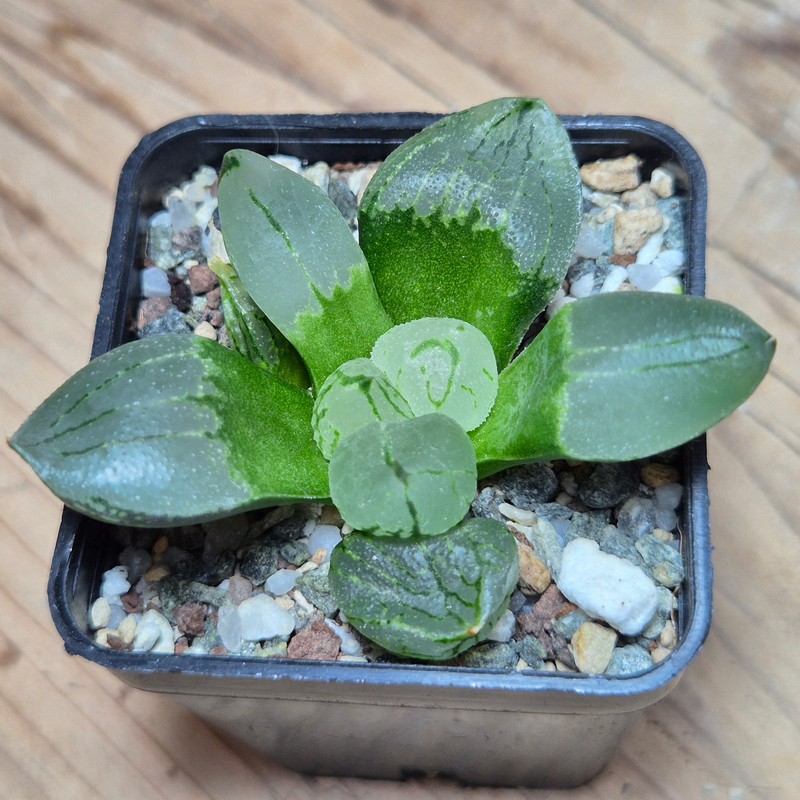 VVG27973 Haworthia comptoniana mutant ‘Corn Poppy’