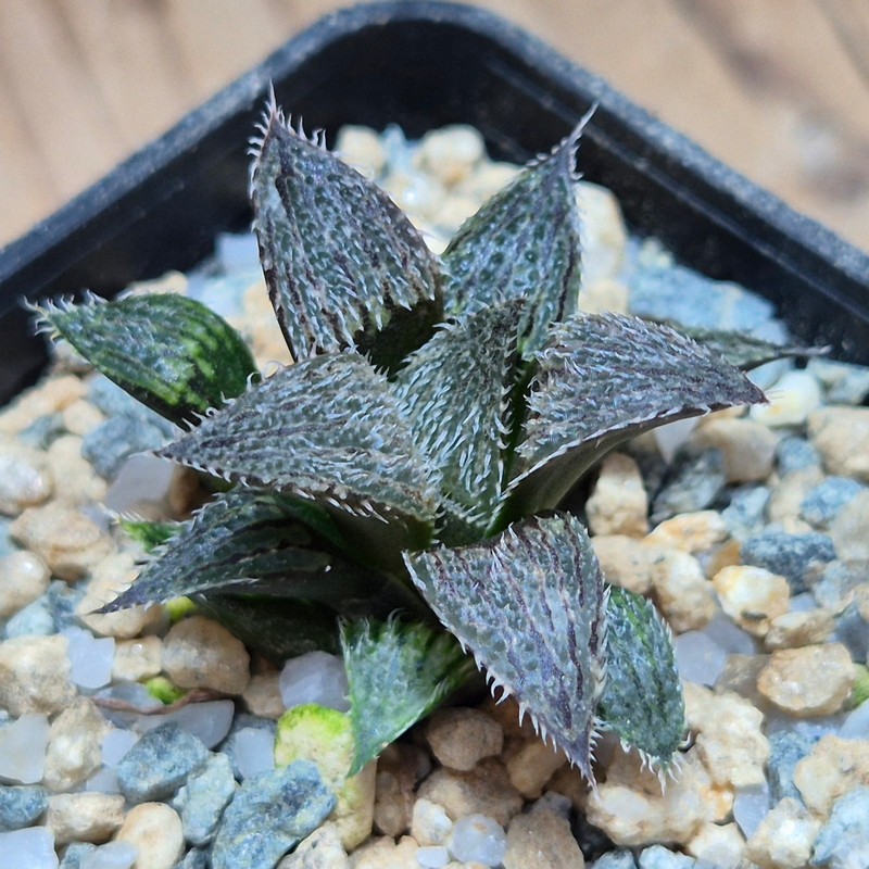 VVG27975 Haworthia mirabilis v.pillosa MBB7246 seedling