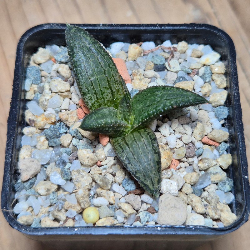 VVG27977 Haworthia koelmaniorum MTH-1