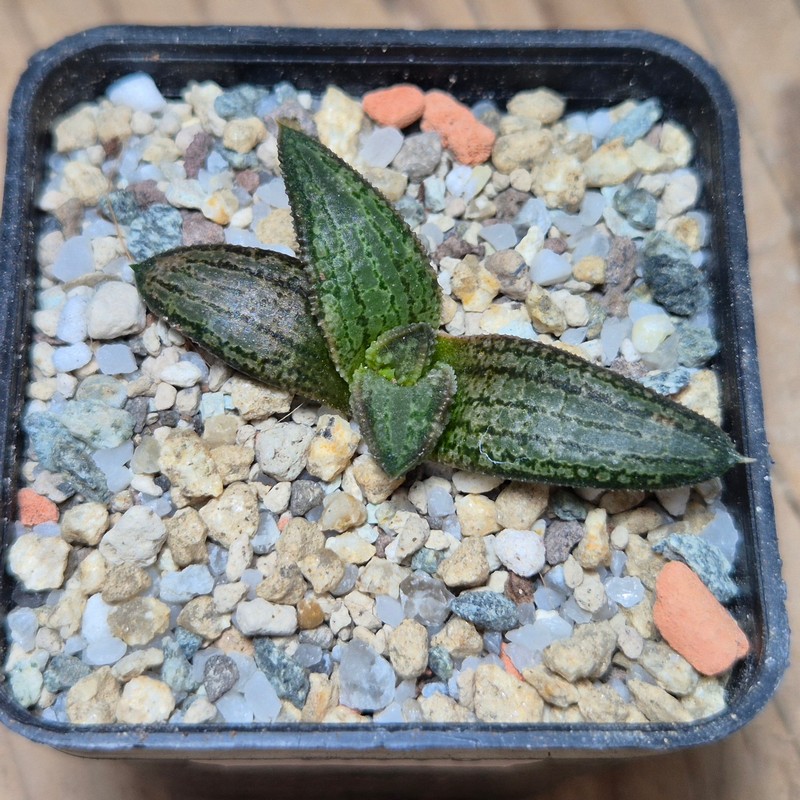 VVG27978 Haworthia koelmaniorum MTH-1