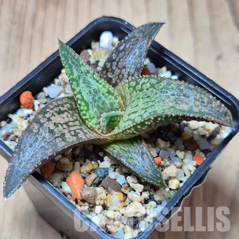 VVG27981 Haworthia ‘White Kintaikyo’