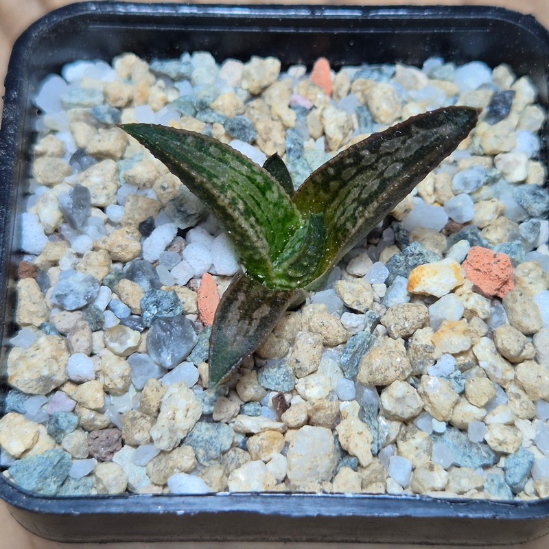 VVG27982 Haworthia ‘White Kintaikyo’