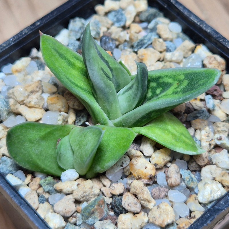 VVG27983  Gasteraloe 'Green Ice'