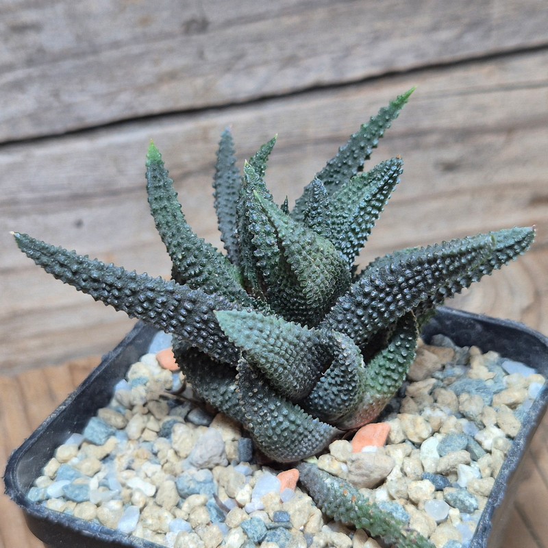 VVG27984 Haworthia scabra ex. Anne Shein, ex J.Dodson old wild clone