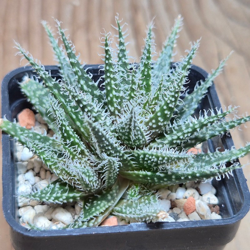 VVG27985 Aloe haworthioides -Select form-