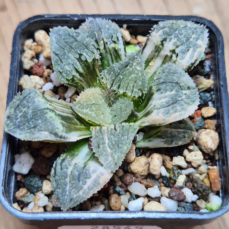VVG28545 Haworthia ‘Mordor’ f. variegata