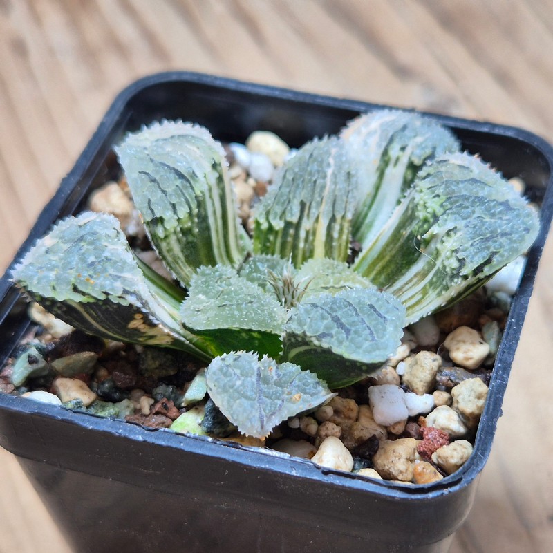 VVG28545 Haworthia ‘Mordor’ f. variegata - Image 2