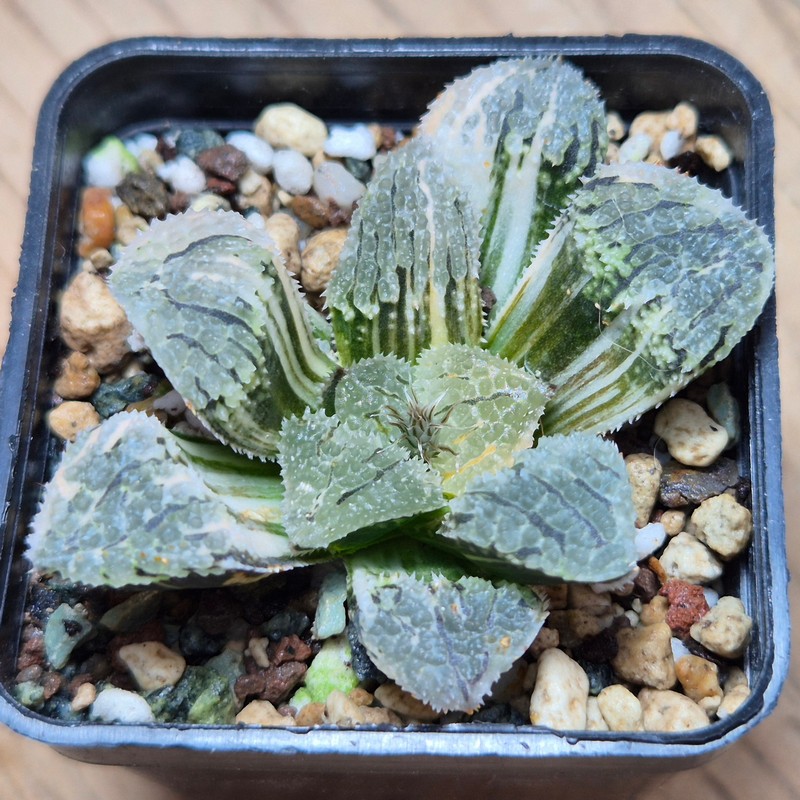VVG28545 Haworthia ‘Mordor’ f. variegata - Image 3