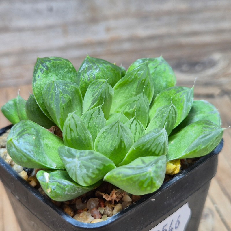 VVG28546 Haworthia obtusa