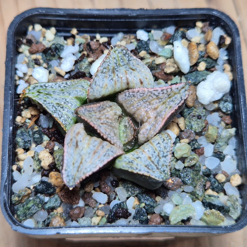 VVG28547 Haworthia splendens ‘Taj Mahal’ - Image 2