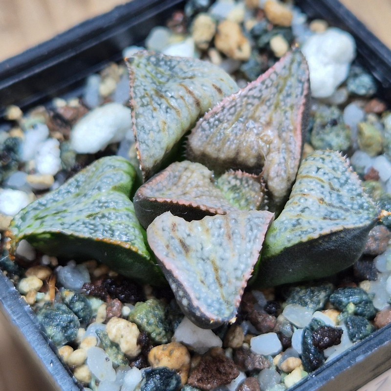 VVG28547 Haworthia splendens ‘Taj Mahal’
