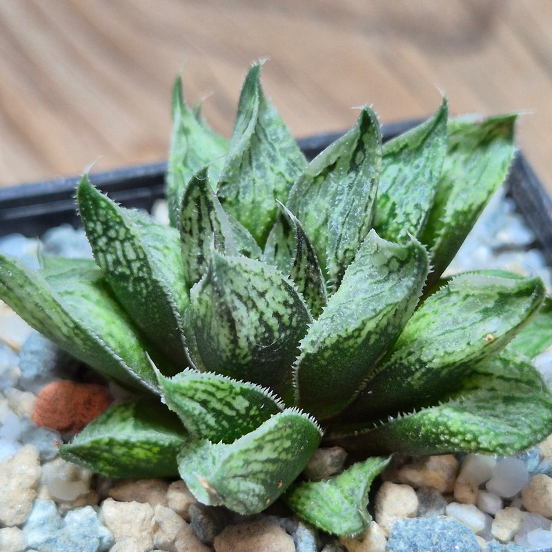 VVG28548 Haworthia schultiana x retusa x comptoniana F2 hybrid