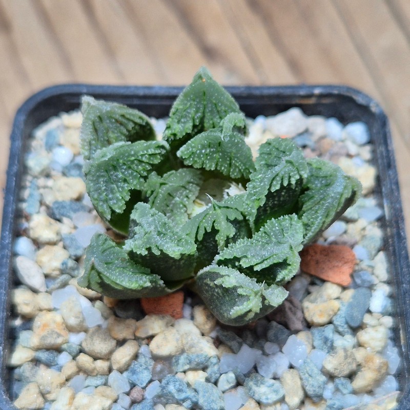 VVG28549 Haworthia VVG30 x 'Gorbi' F2 hybrid - Image 2