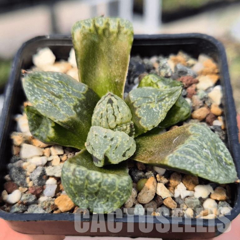 VVG28550 Haworthia picta mutant