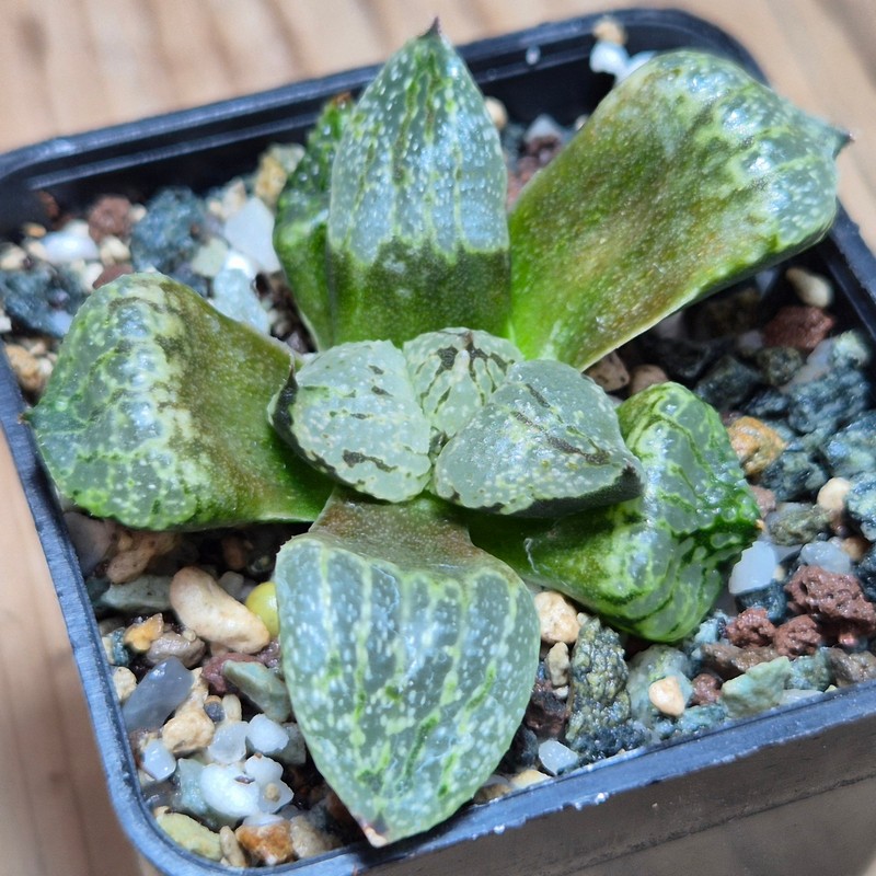 VVG28550 Haworthia picta mutant