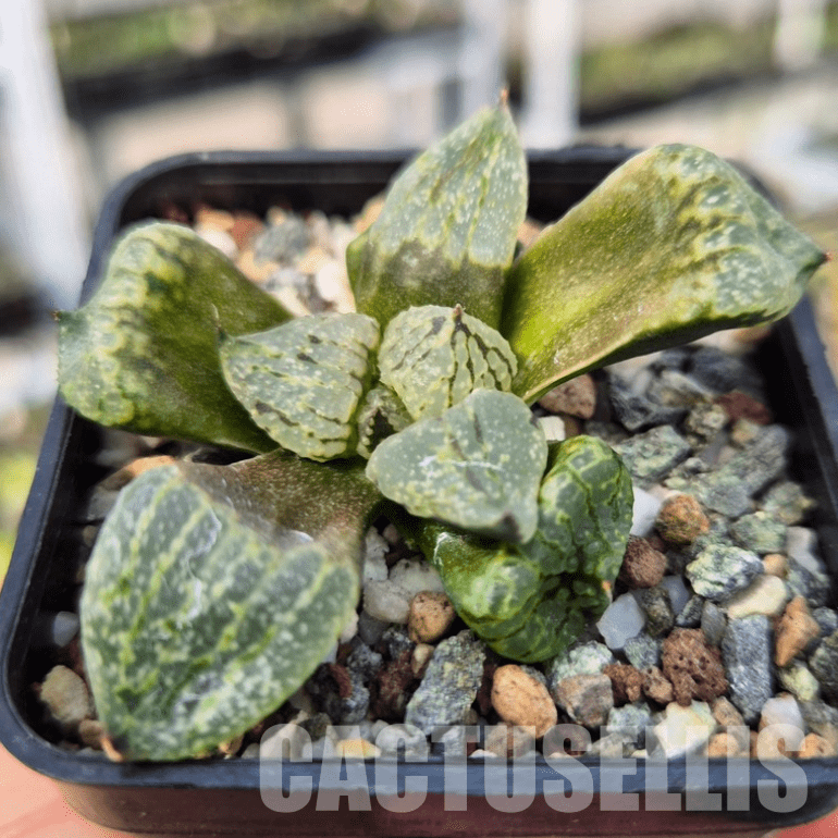 VVG28550 Haworthia picta mutant - Image 2