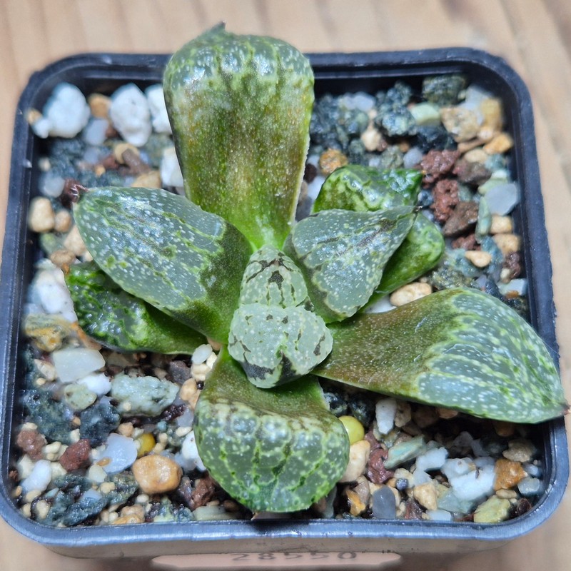 VVG28550 Haworthia picta mutant - Image 2