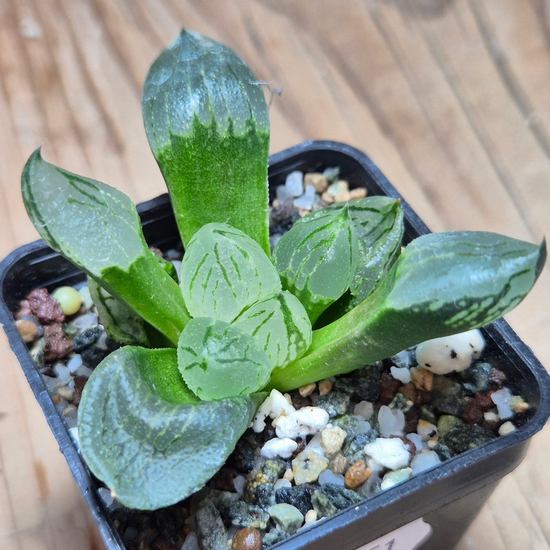 VVG28551 Haworthia comptoniana mutant ‘Corn Poppy’