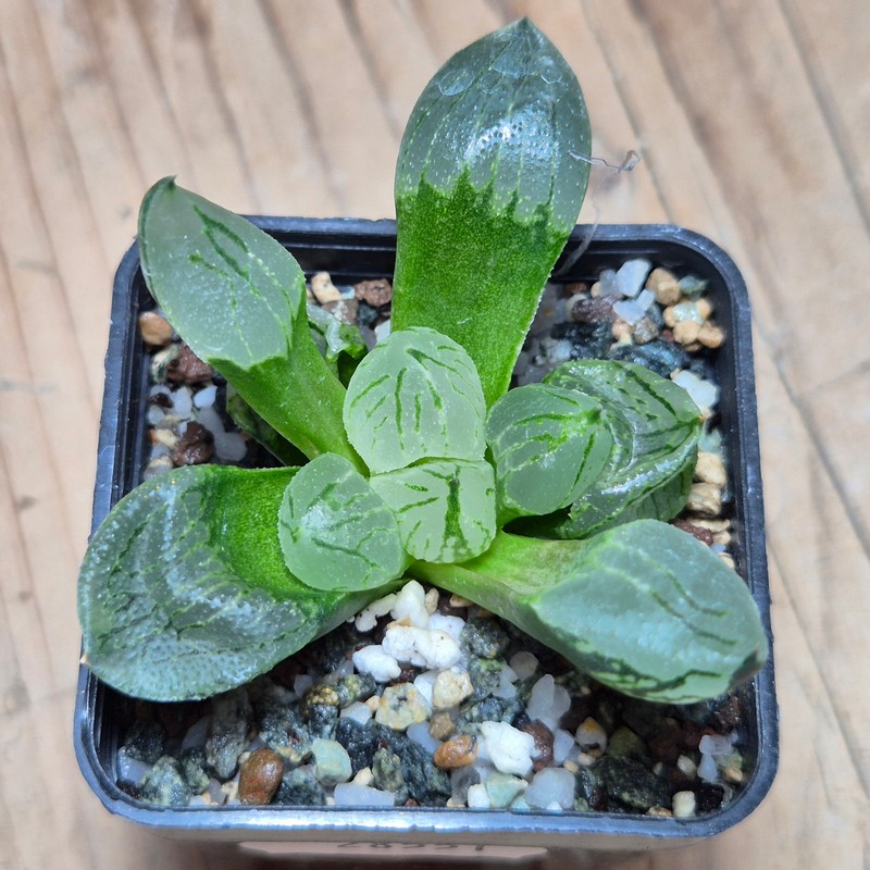 VVG28551 Haworthia comptoniana mutant ‘Corn Poppy’ - Image 2