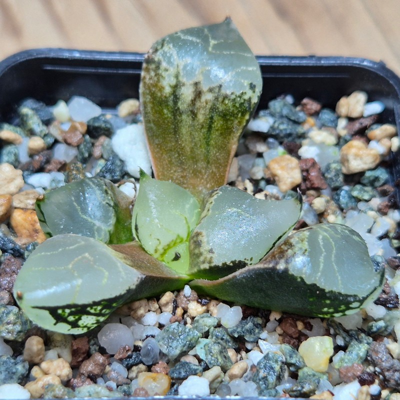 VVG28552  Haworthia comptoniana mutant