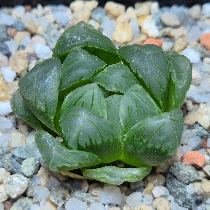 VVG28555  Haworthia dielsiana x obtusa ‘Purple Dodson’