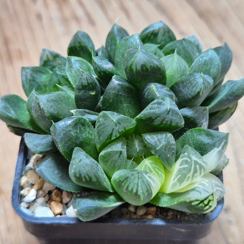 VVG28556  Haworthia obtusa ‘Komomo’ f. variegata ex. Japan