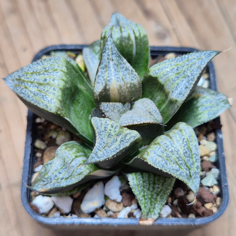 VVG28557  Haworthia splendens f. variegata
