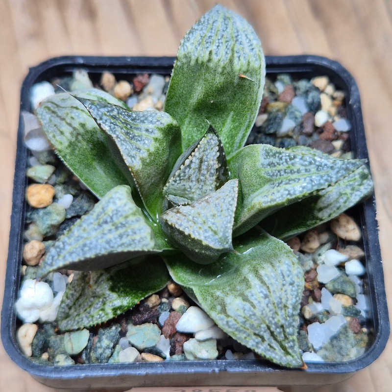 VVG28558  Haworthia splendens f. variegata ?