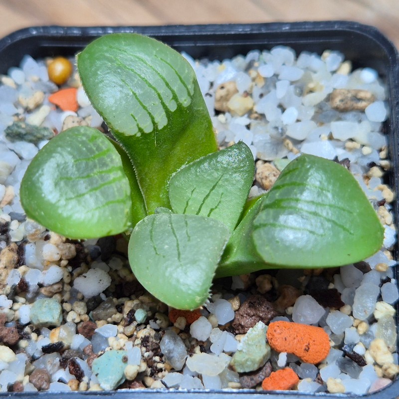 VVG28559 Haworthia springbokvlakensis seedling