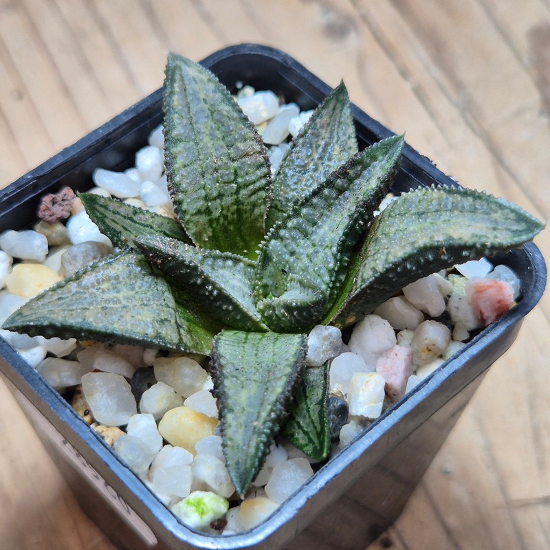 VVG28560 Haworthia koelmaniorum ‘Silver Tarantula’