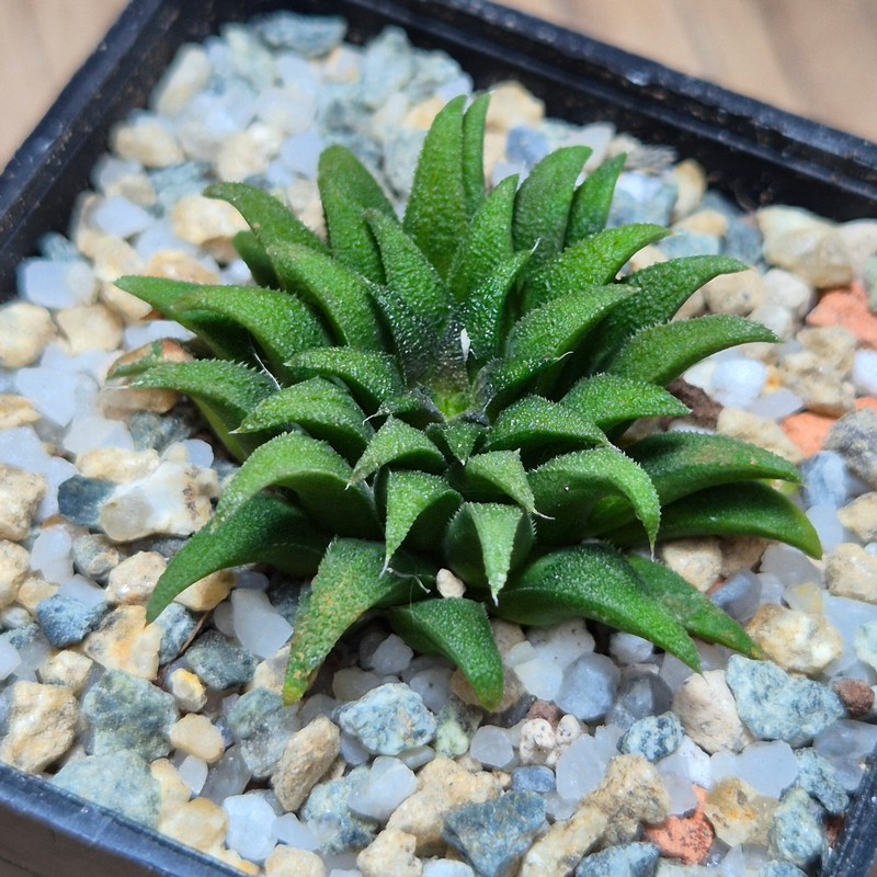 VVG28561 Haworthia parksiana -Kleinbrakrivier-
