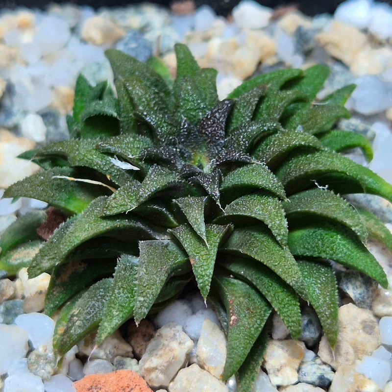 VVG28562 Haworthia parksiana -Kleinbrakrivier-