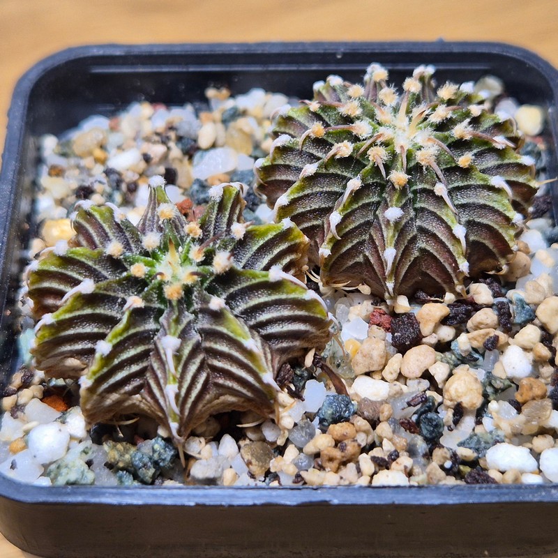 VVG28563 Gymnocalycium friedrichii -Agua Dulce- 2 plants seedling