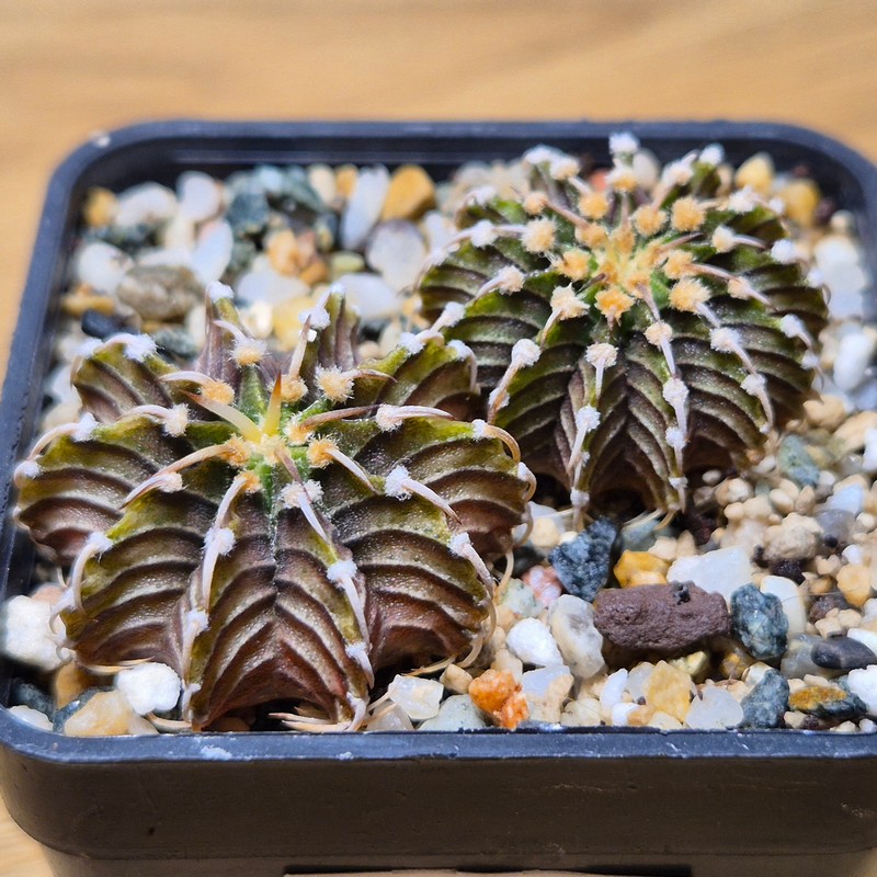 VVG28564 Gymnocalycium friedrichii -Agua Dulce- 2 plants seedling