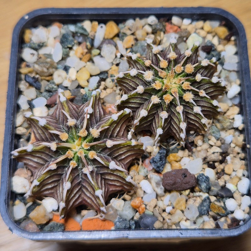 VVG28564 Gymnocalycium friedrichii -Agua Dulce- 2 plants seedling - Image 2