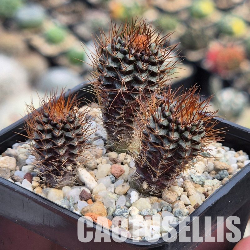 VVG28565 Frailea angelensii P390 3 plants seedling