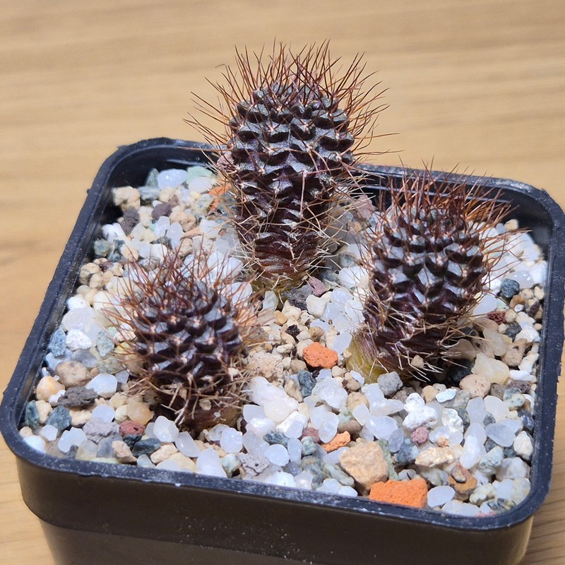 VVG28565 Frailea angelensii P390 3 plants seedling