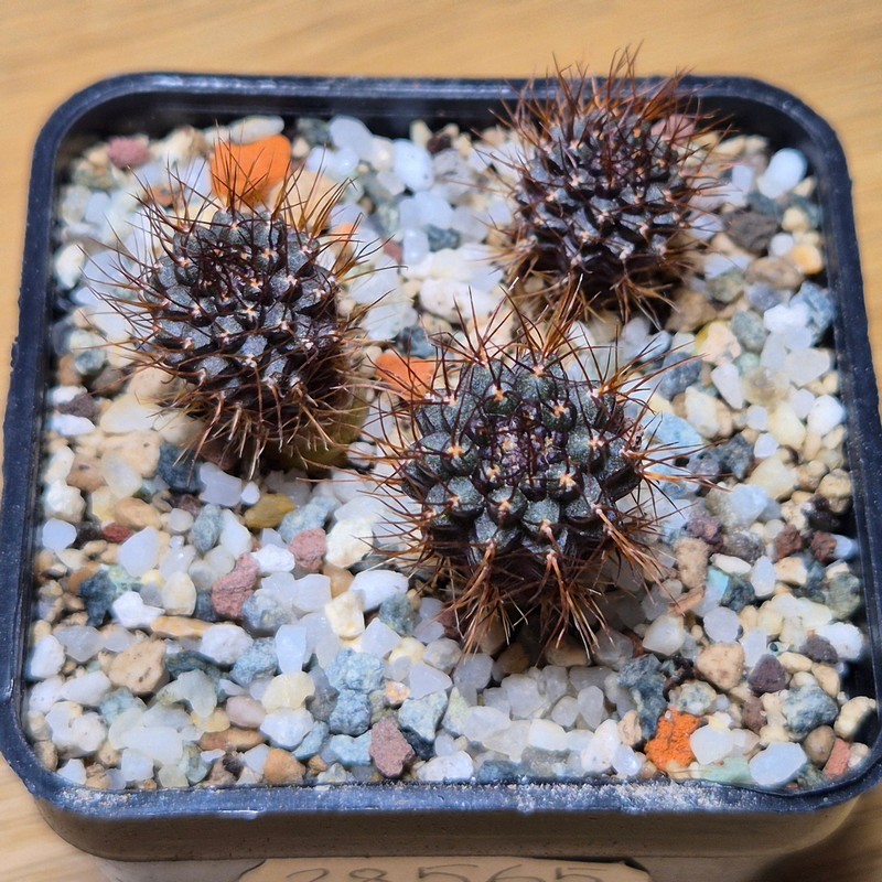 VVG28565 Frailea angelensii P390 3 plants seedling - Image 2