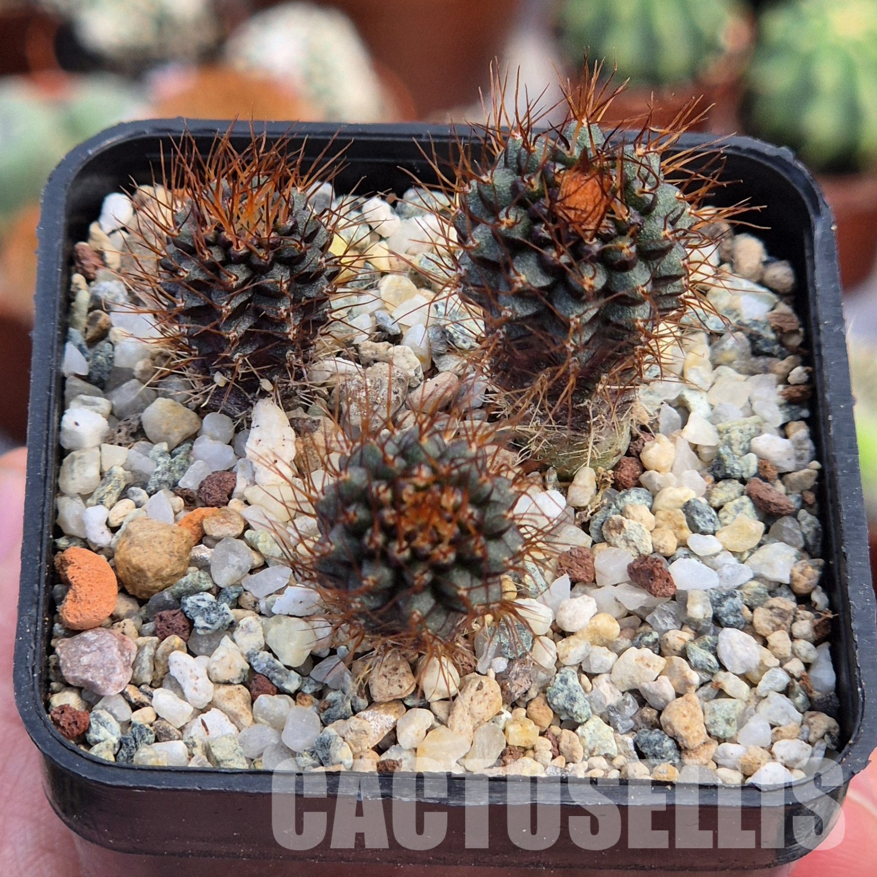 VVG28565 Frailea angelensii P390 3 plants seedling - 画像 (2)